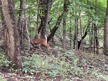 Deer in the Woods1